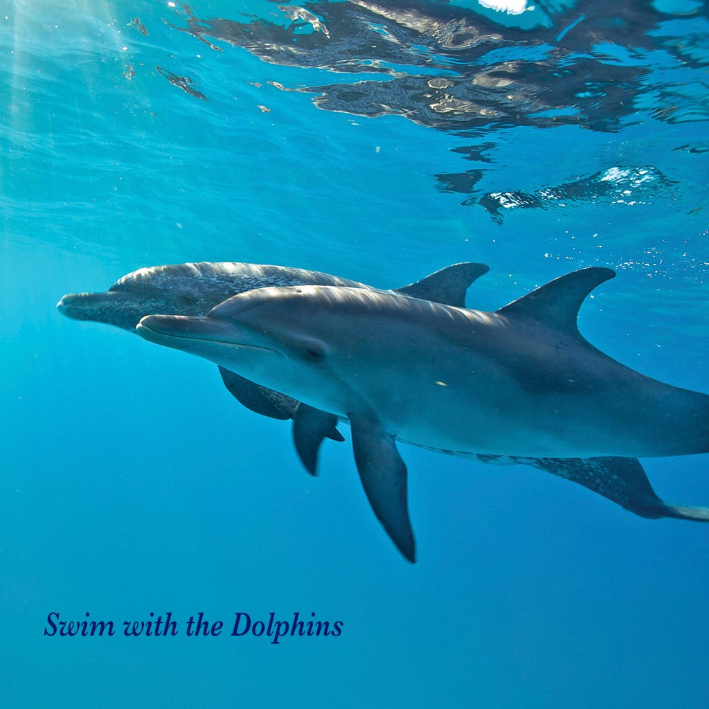 Swim with the Dolphins